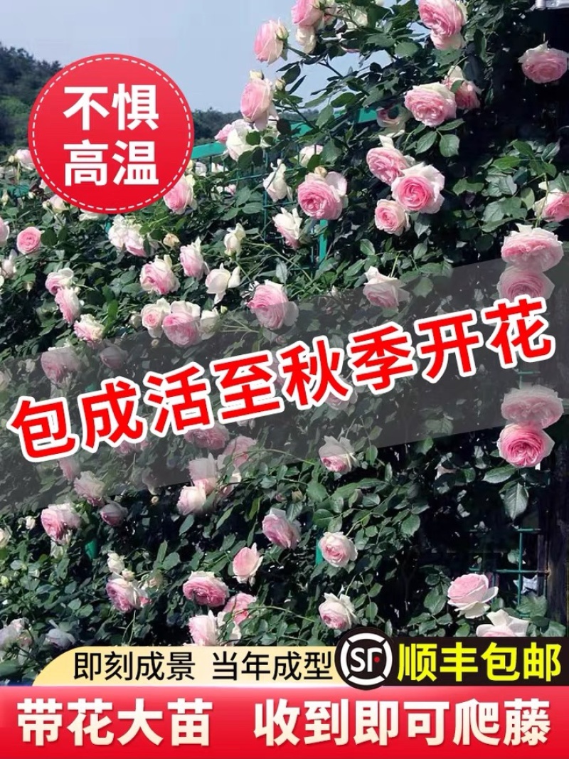 丽格海棠盆栽重瓣多色可选带花带花苞客厅阳台四季开花好养易