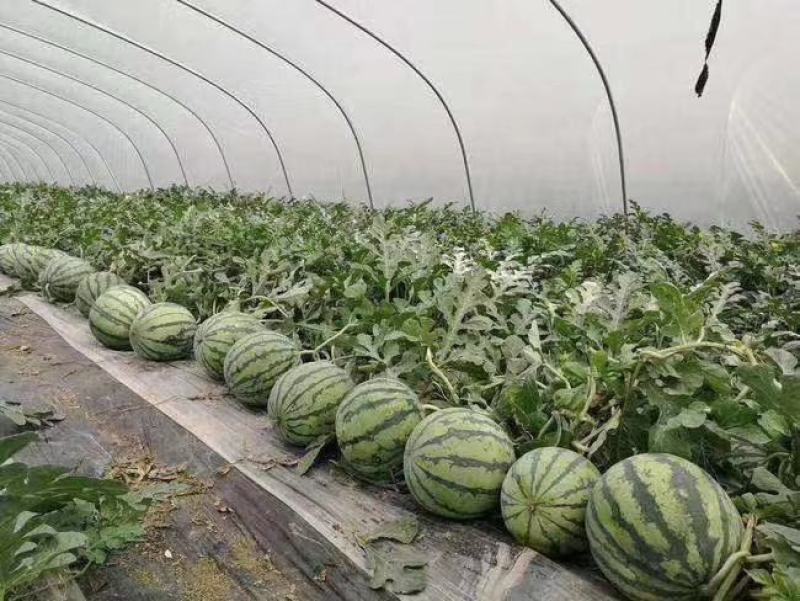 中国西瓜之乡河南夏邑8424西瓜产量大，品质优
