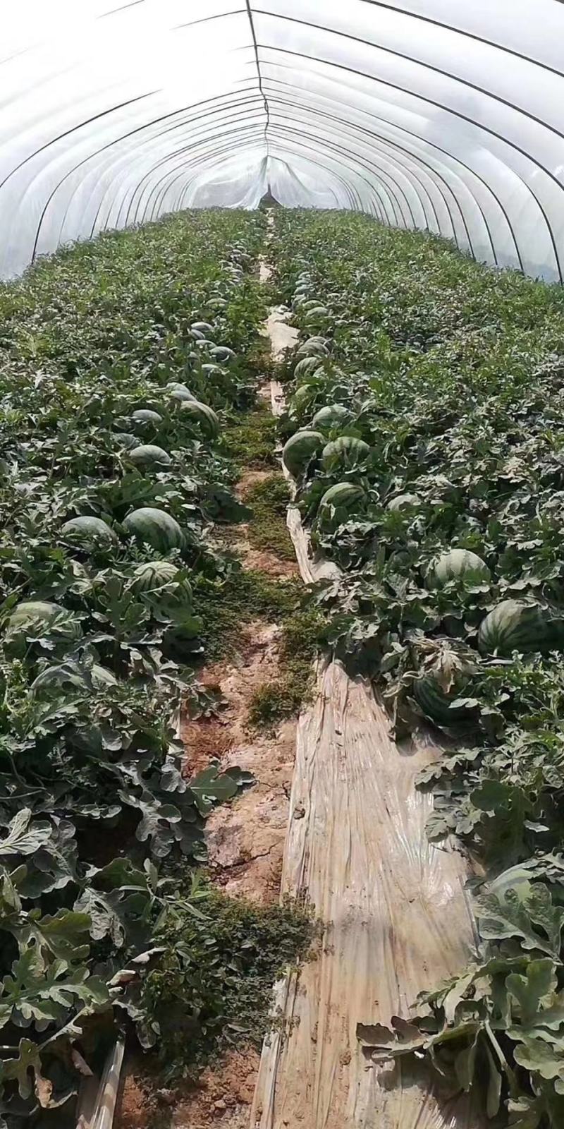 中国西瓜之乡河南夏邑8424西瓜产量大，品质优