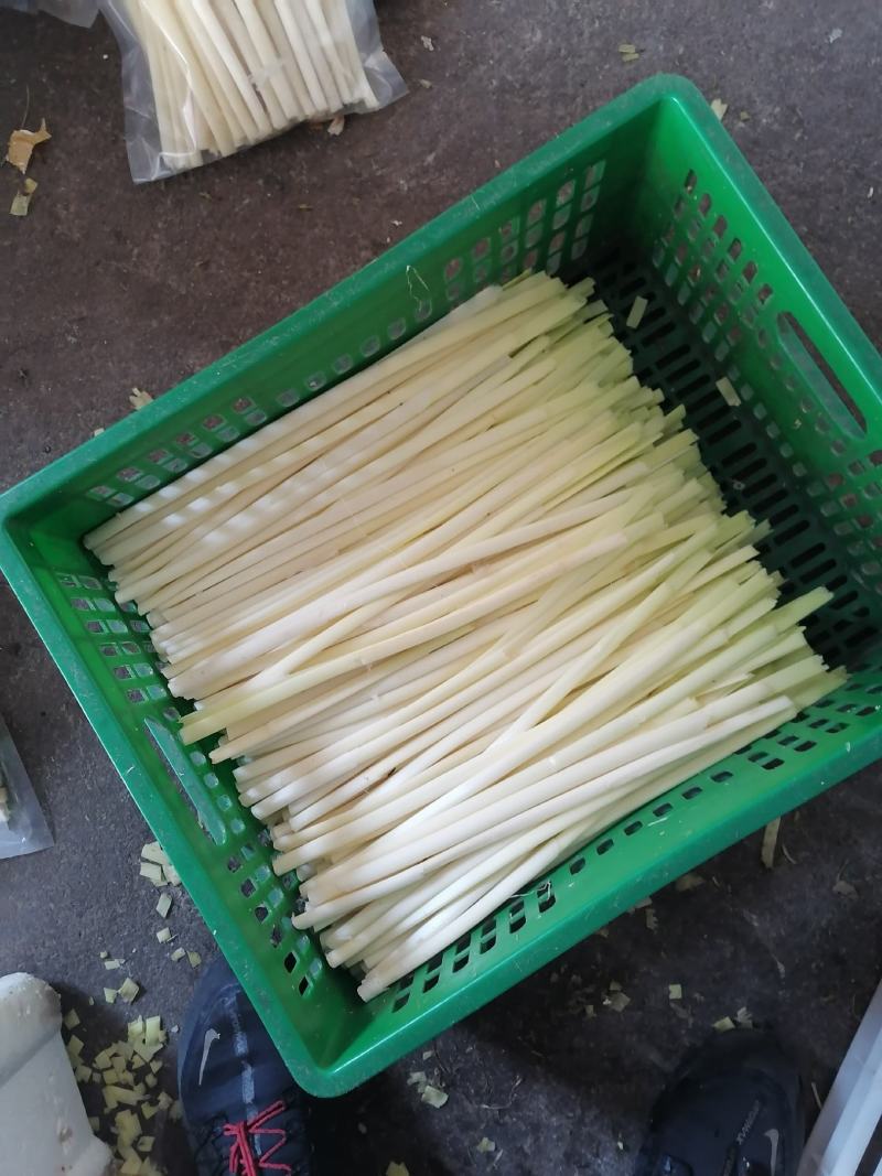 四季供应新鲜蒲菜，毛菜，净菜，1斤2斤3斤真空包装的精品
