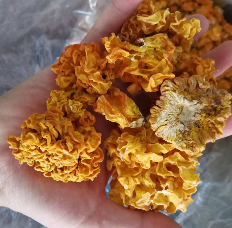 金耳菌