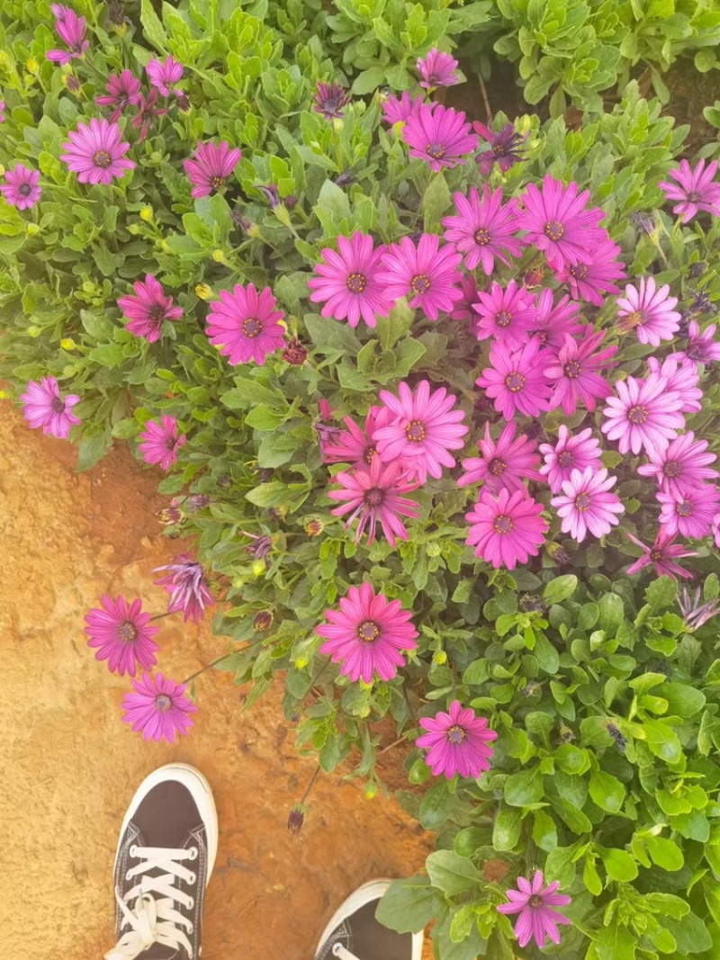 南非万寿菊