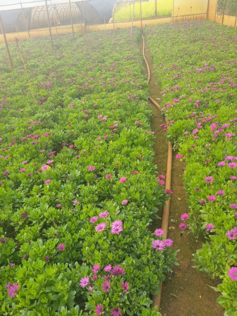 南非万寿菊