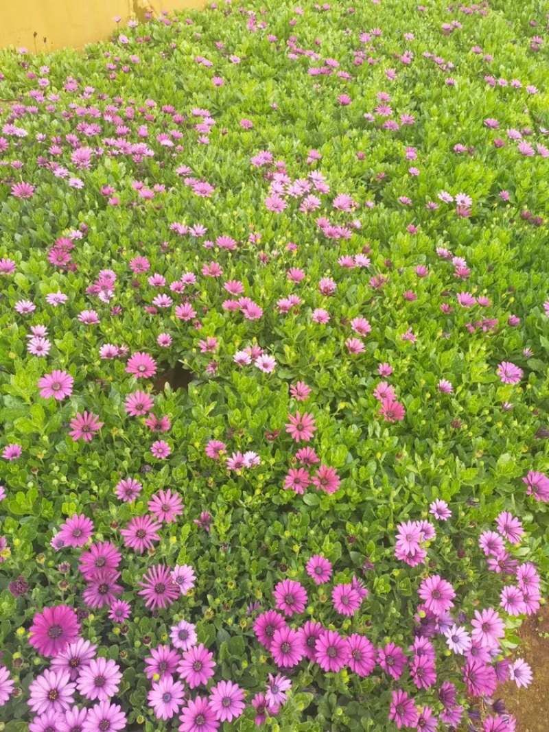南非万寿菊