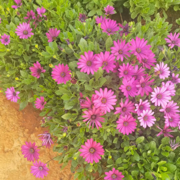 南非万寿菊