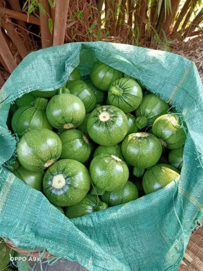 圆小瓜大量有货