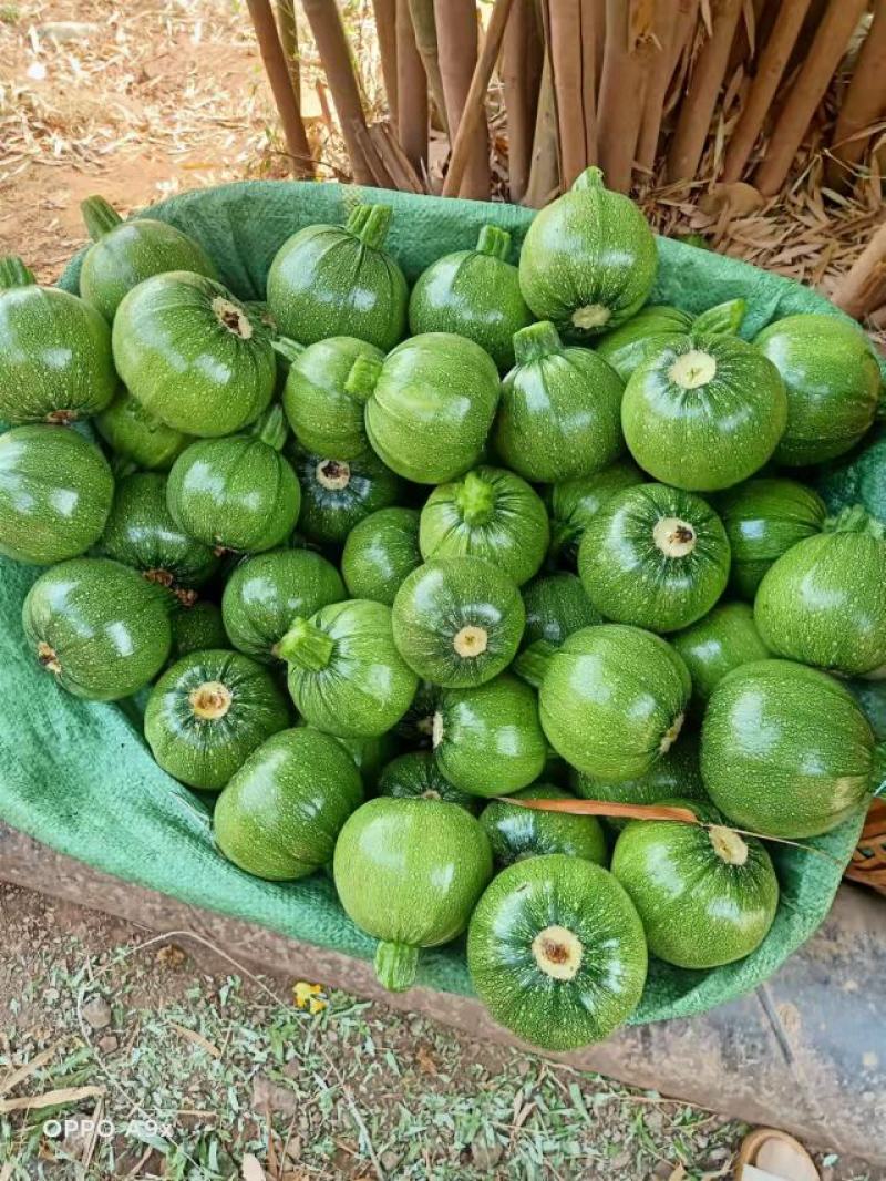 圆小瓜大量有货