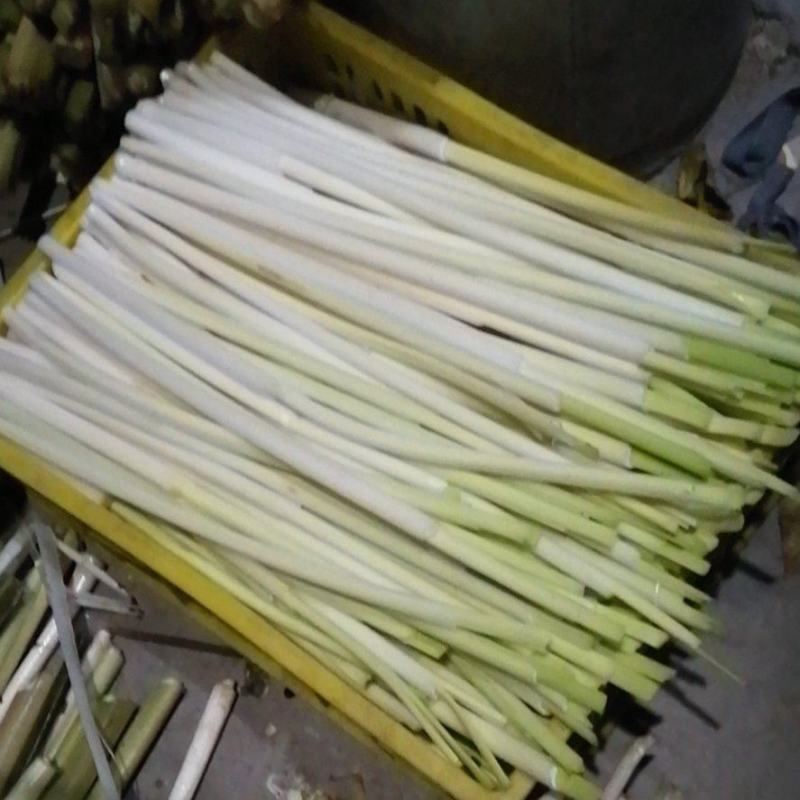 四季供应新鲜蒲菜，毛菜，净菜，1斤2斤3斤真空包装的精品