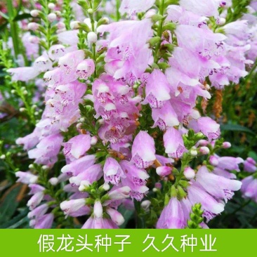 假龙头种子景观绿化花卉种子露地被植物花坛摄影背景花境
