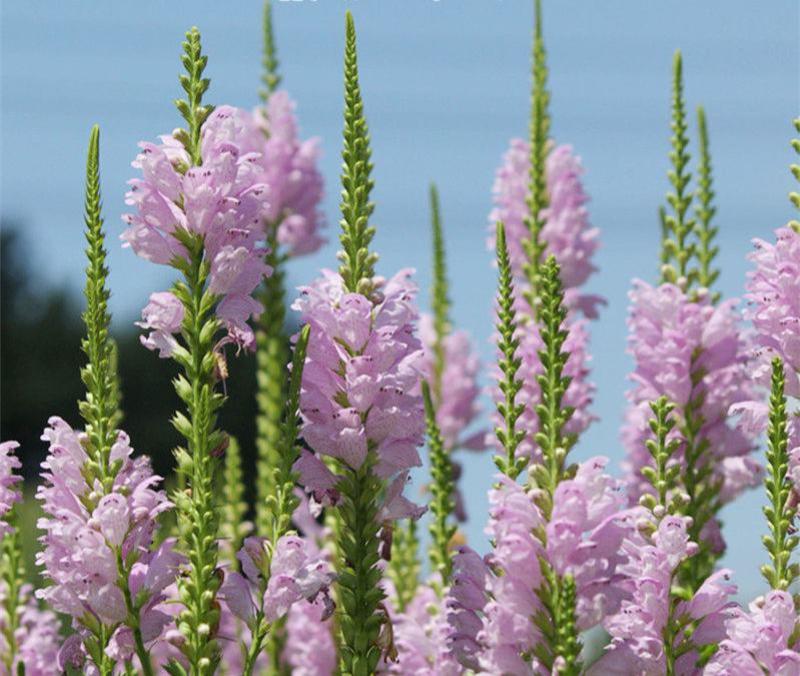 假龙头种子景观绿化花卉种子露地被植物花坛摄影背景花境