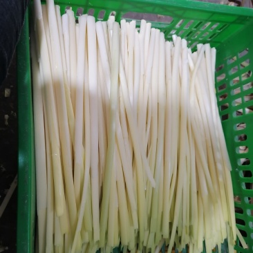 四季经营鲜蒲菜，全国各地发货，视频装箱