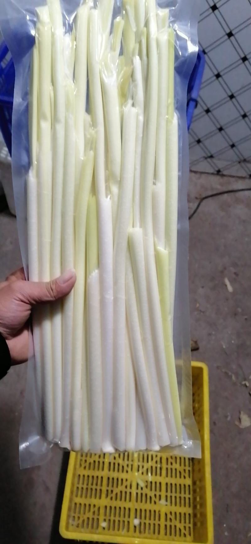 四季经营鲜蒲菜，全国各地发货，视频装箱