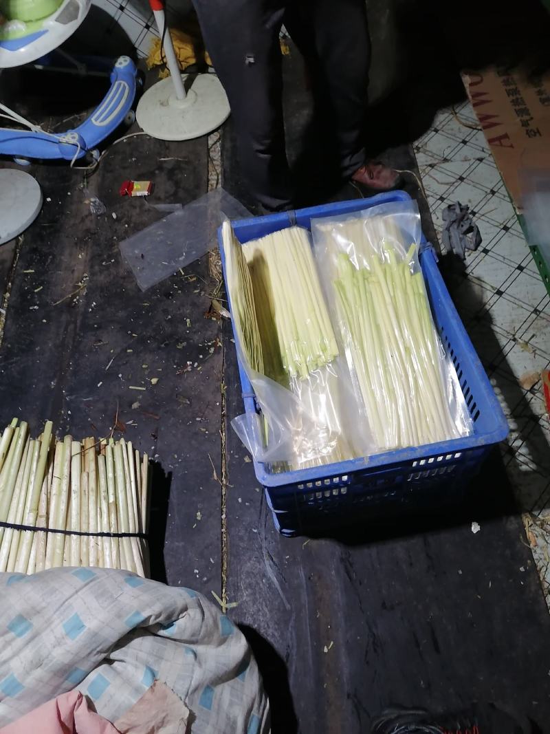 四季经营鲜蒲菜，全国各地发货，视频装箱