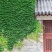 爬山虎，地锦，三叶地锦，五叶地锦。