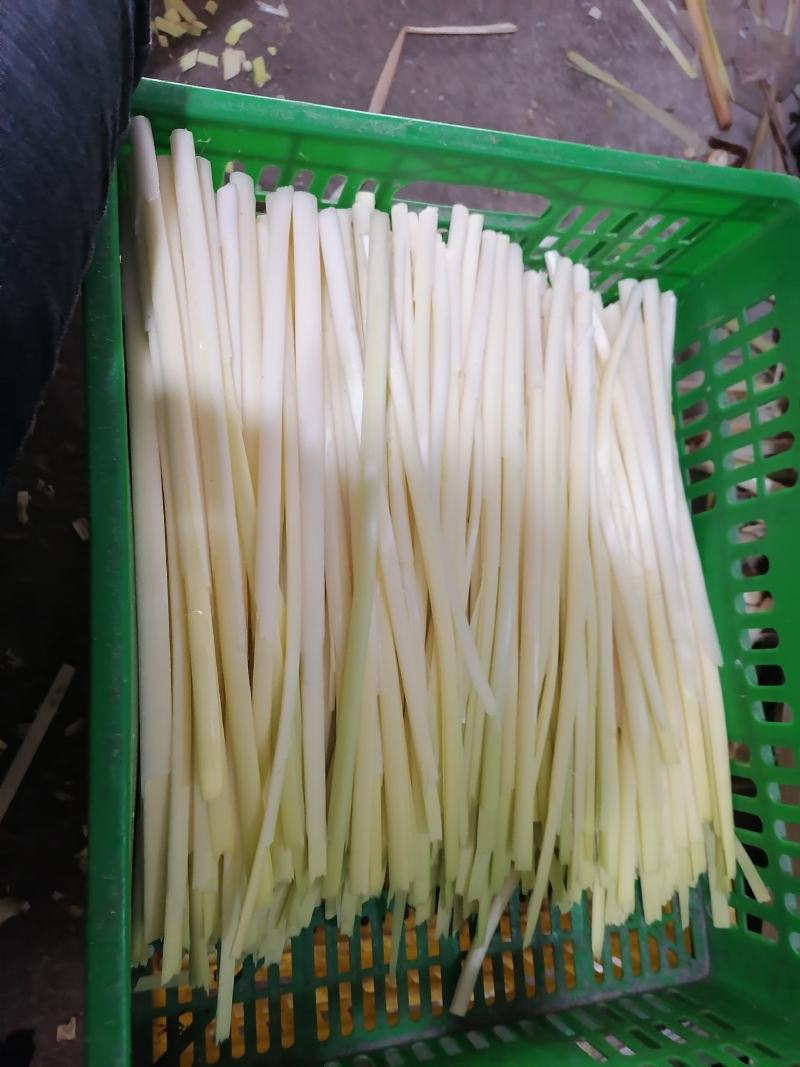 大量供应1-3斤真空包装的精品鲜蒲菜，四季经营物美价廉