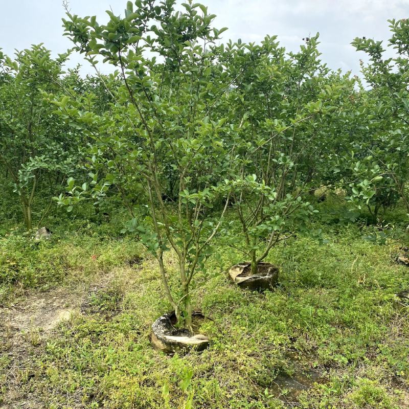 【丛生紫薇小叶紫薇紫金花】各种规格欢迎合作洽谈