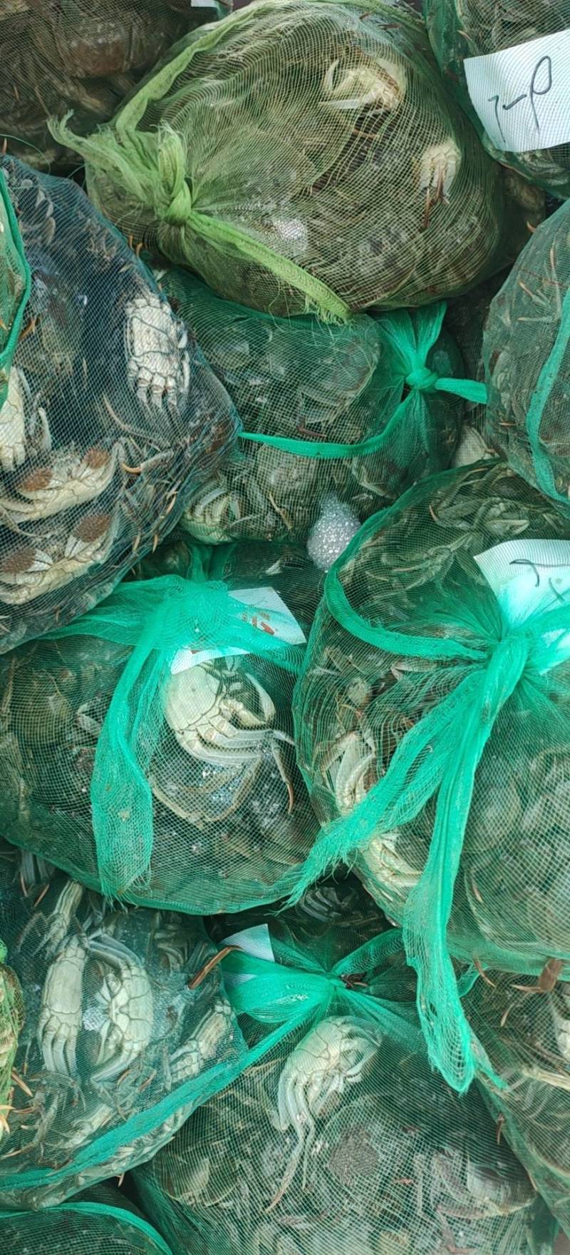 【网红六月黄蟹】自助餐专用，江苏，大量供应，产地直发