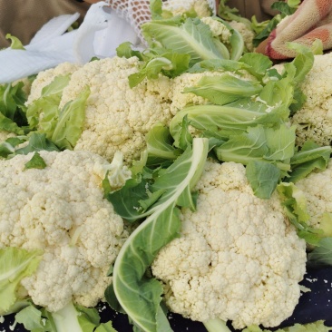 大量供应菜花，价格低大量供应蔬菜黄瓜土豆