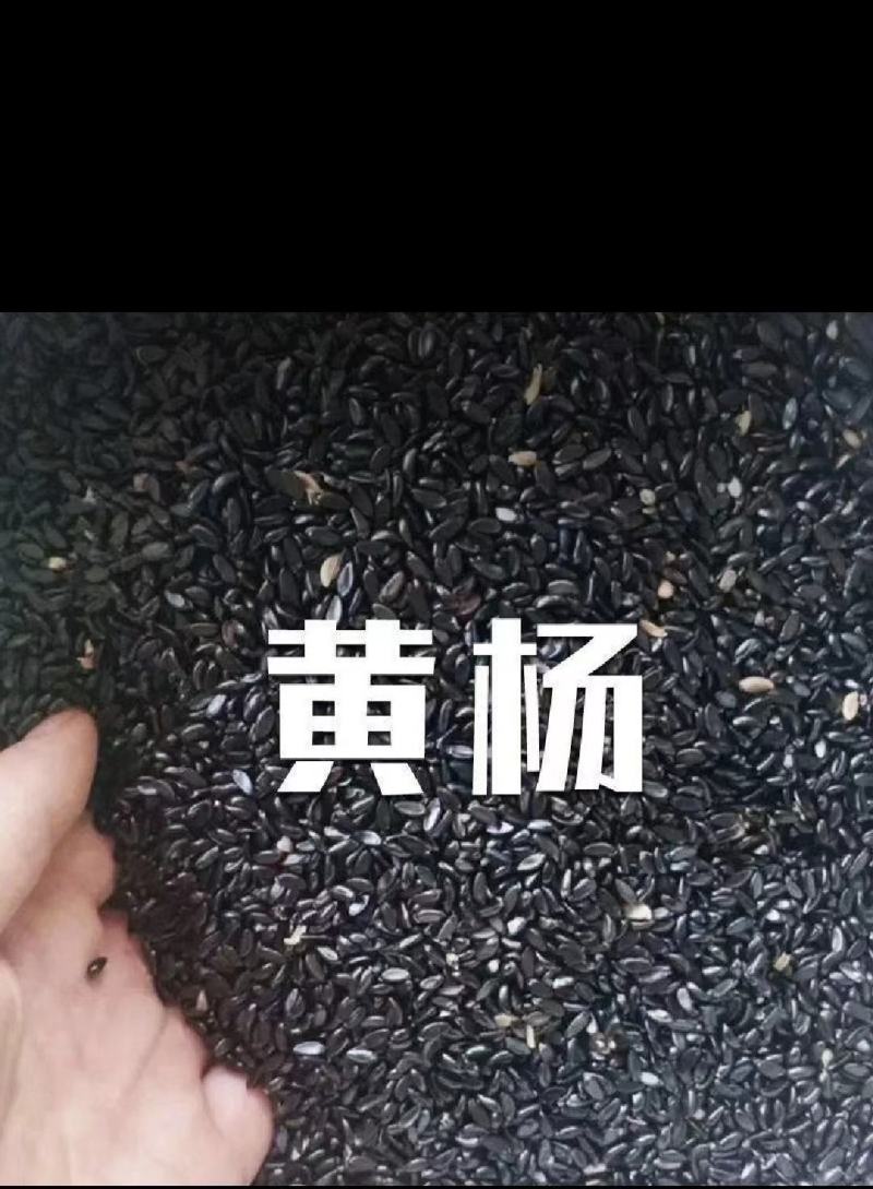 小叶黄杨瓜子黄杨树种子冬青苗大叶黄杨树苗庭院绿篱围墙篱笆