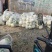 大量供应菜花，价格低大量供应蔬菜黄瓜土豆
