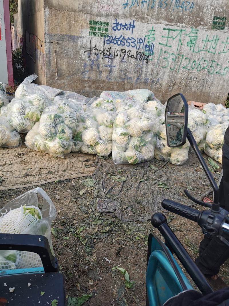 大量供应菜花，价格低大量供应蔬菜黄瓜土豆