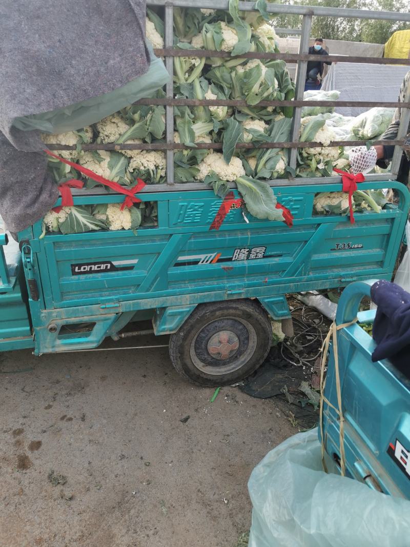 大量供应菜花，价格低大量供应蔬菜黄瓜土豆