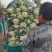 大量供应菜花，价格低大量供应蔬菜黄瓜土豆