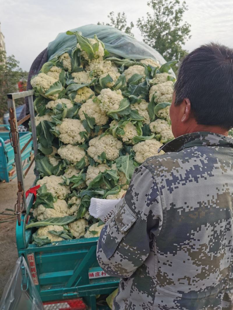 大量供应菜花，价格低大量供应蔬菜黄瓜土豆