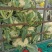 大量供应菜花，价格低大量供应蔬菜黄瓜土豆