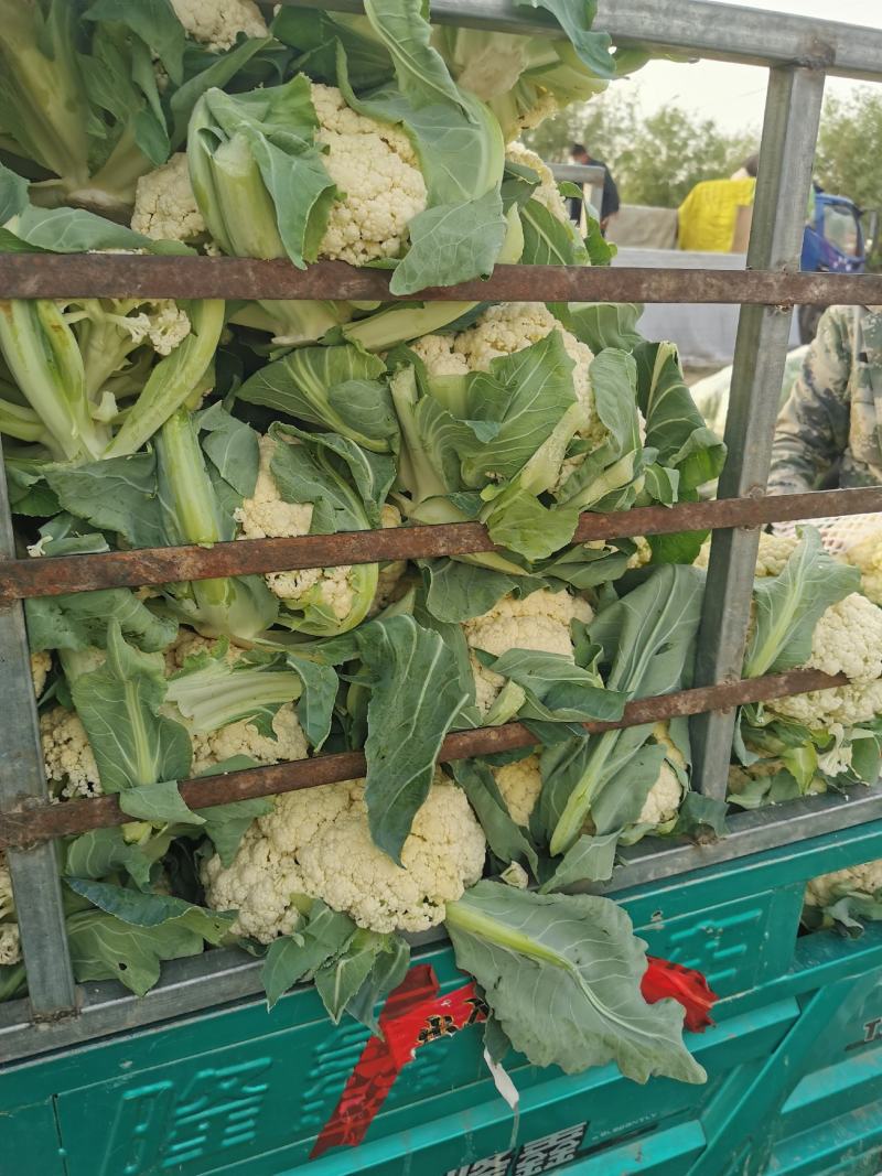 大量供应菜花，价格低大量供应蔬菜黄瓜土豆