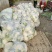 大量供应菜花，价格低大量供应蔬菜黄瓜土豆