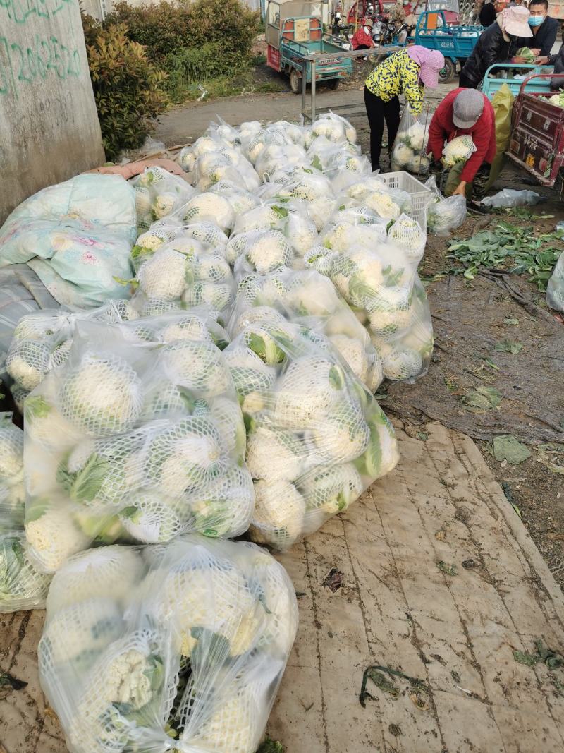 大量供应菜花，价格低大量供应蔬菜黄瓜土豆