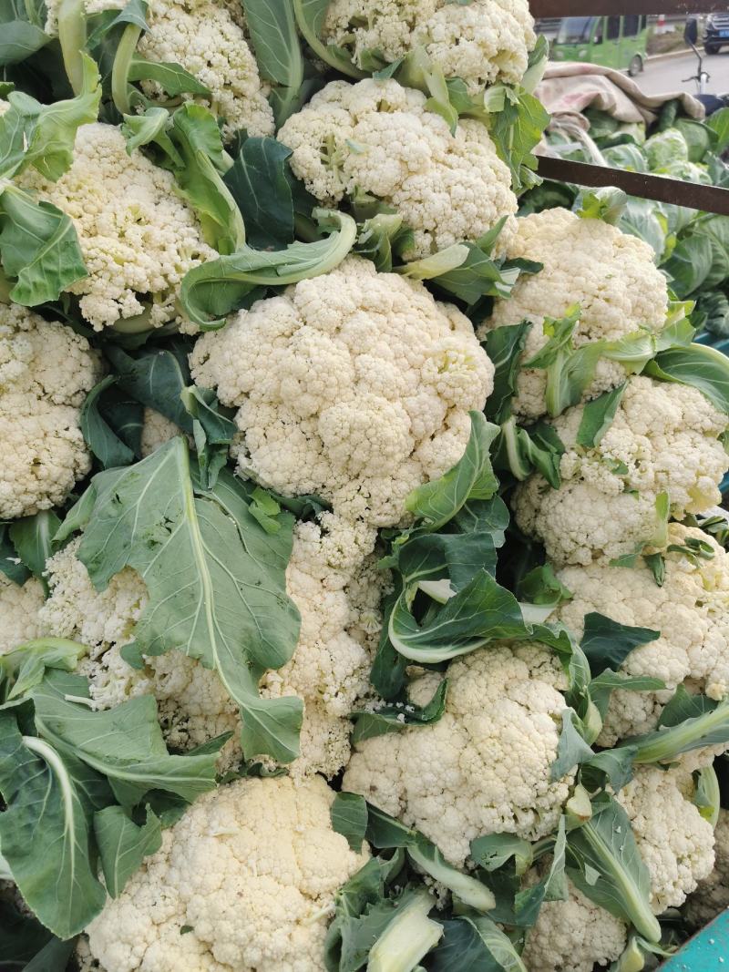 大量供应菜花，价格低大量供应蔬菜黄瓜土豆