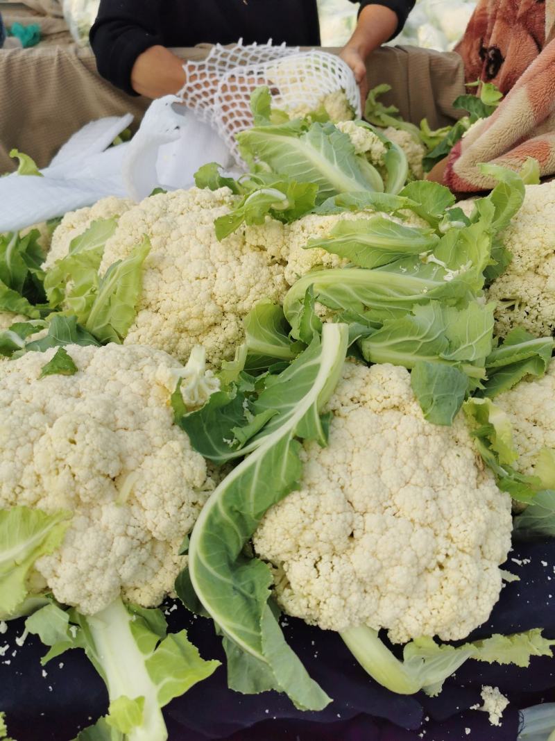 大量供应菜花，价格低大量供应蔬菜黄瓜土豆