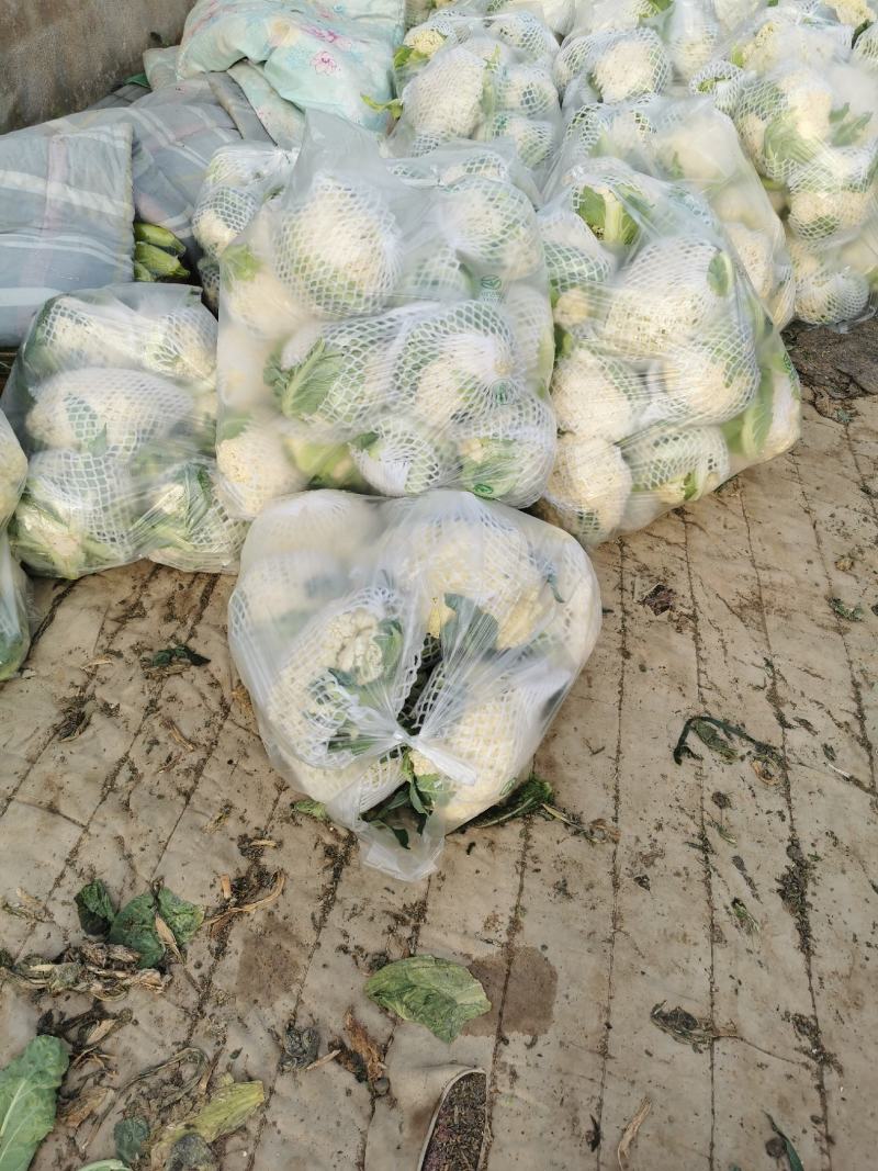 大量供应菜花，价格低大量供应蔬菜黄瓜土豆