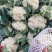 大量供应菜花，价格低大量供应蔬菜黄瓜土豆