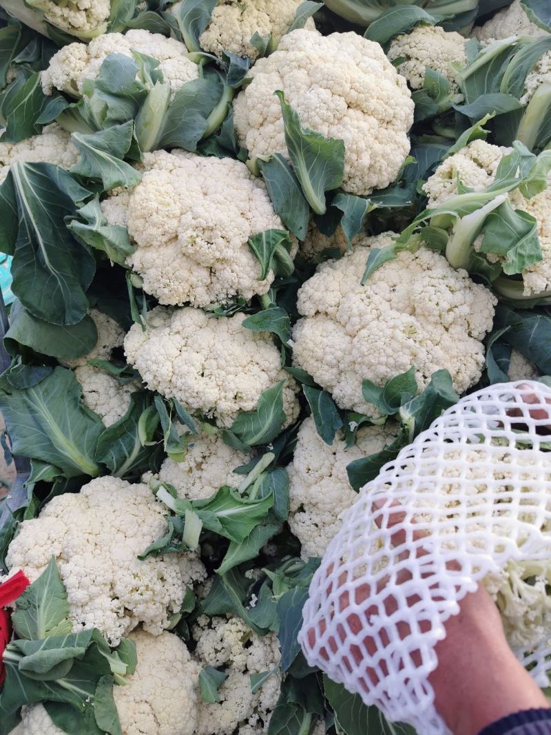 大量供应菜花，价格低大量供应蔬菜黄瓜土豆