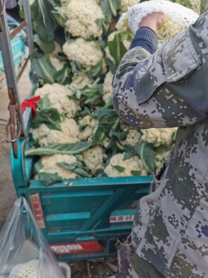大量供应菜花，价格低大量供应蔬菜黄瓜土豆