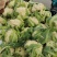 大量供应菜花，价格低大量供应蔬菜黄瓜土豆