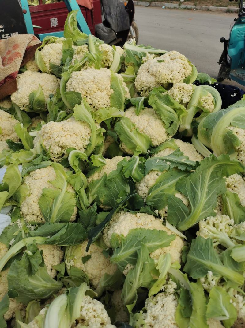 大量供应菜花，价格低大量供应蔬菜黄瓜土豆