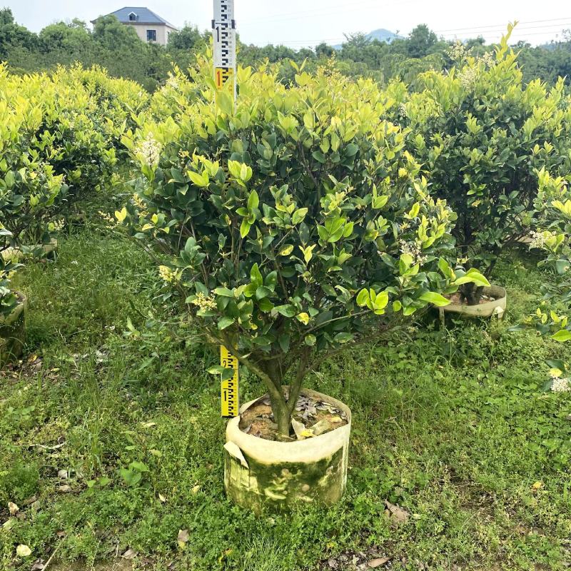 【金森女贞】各种规格福建漳州基地直发欢迎合作洽谈
