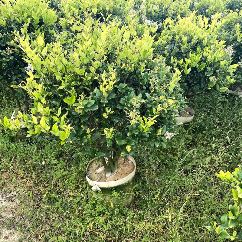 【金森女贞】各种规格福建漳州基地直发欢迎合作洽谈