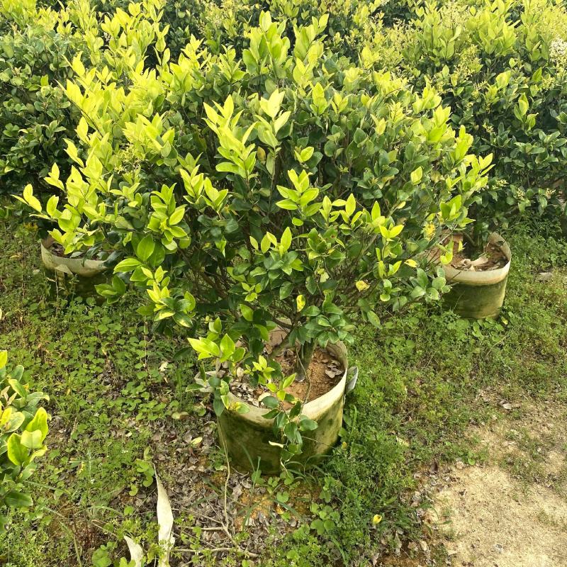 【金森女贞】各种规格福建漳州基地直发欢迎合作洽谈