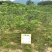 【狗牙花白狗花豆腐花】各种规格欢迎合作详谈