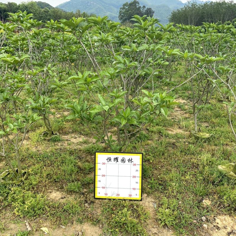 【狗牙花白狗花豆腐花】各种规格欢迎合作详谈