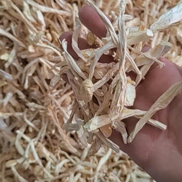 海鲜菇白玉菇蟹味菇原干产地批发大量原干净重