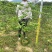 【狗牙花白狗花豆腐花】各种规格欢迎合作详谈