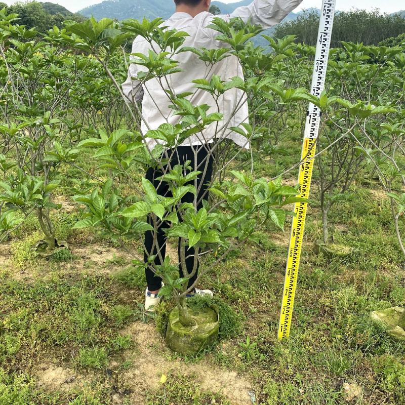 【狗牙花白狗花豆腐花】各种规格欢迎合作详谈