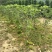 【狗牙花白狗花豆腐花】各种规格欢迎合作详谈