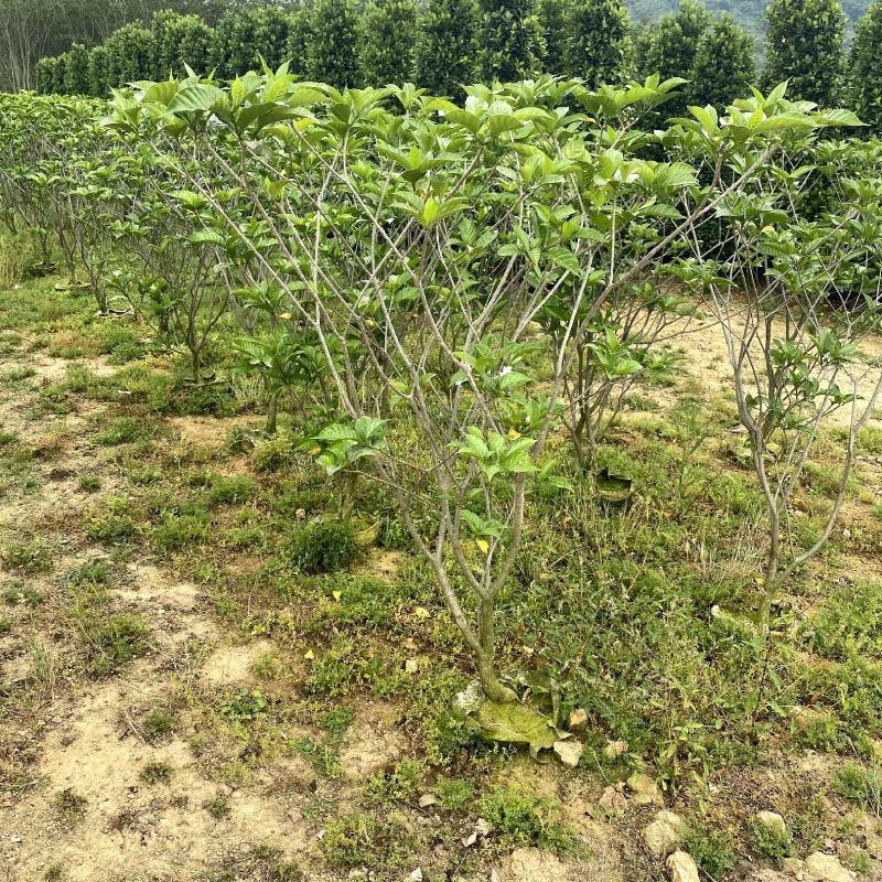 【狗牙花白狗花豆腐花】各种规格欢迎合作详谈
